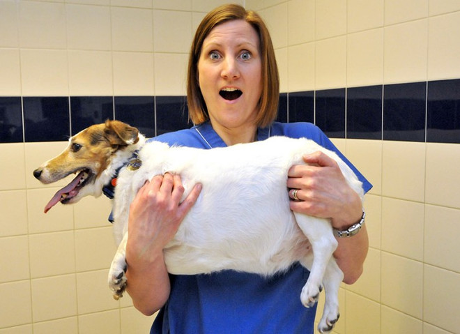 Chó mèo béo ú cũng tham gia vào một "cuộc thi sắc đẹp" ảnh 6