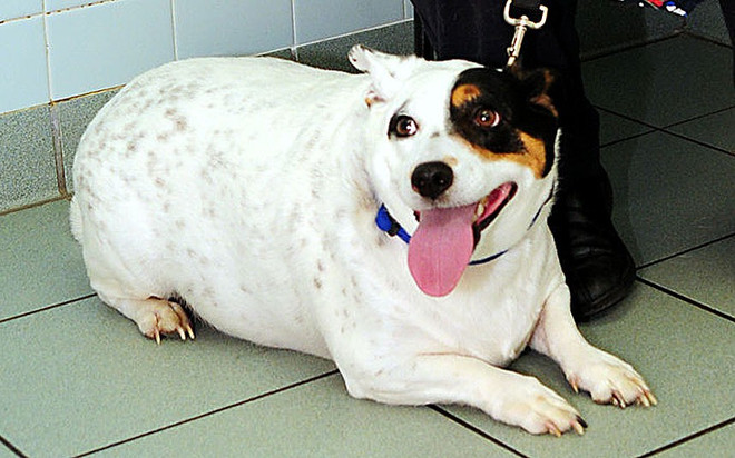 Chó mèo béo ú cũng tham gia vào một "cuộc thi sắc đẹp" ảnh 8