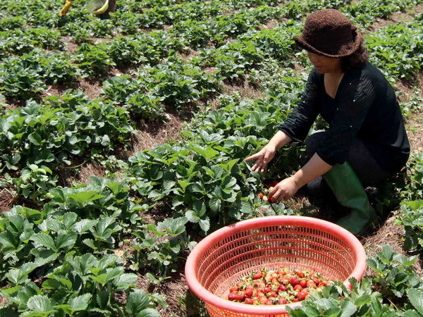 Hợp tác tiêu thụ nông sản Đà Lạt trên hệ thống siêu thị Lotte ảnh 1