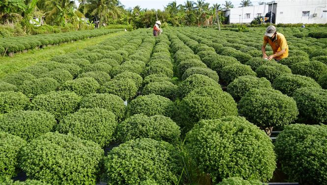 Lo ngại dịch bệnh làm cho thị trường hoa tết biến động người dân giảm sản lượng hoa tết. (Ảnh: Huỳnh Phúc Hậu/TTXVN) Lo ngại dịch bệnh, nhà vườn Bến Tre giảm sản lượng hoa cảnh vụ Tết ảnh 1