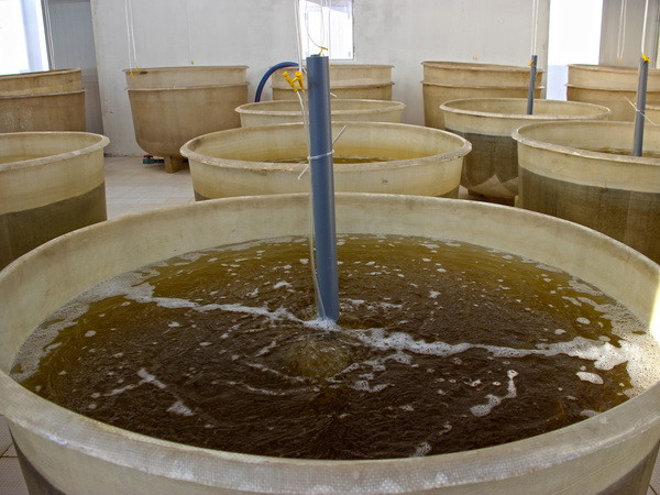 Chôn chất thải xuống biển Bình Thuận: Ngành tôm giống lo lắng ảnh 1