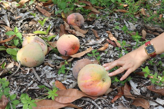 Xoài Australia rớt giá, người dân để rụng không thu hoạch ảnh 1