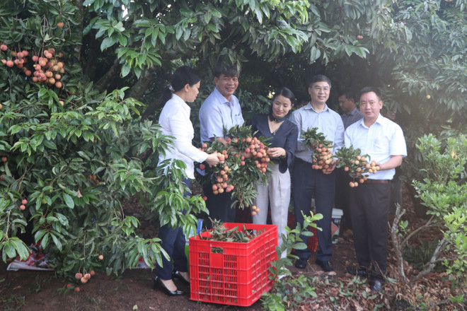 Cơ quan chức năng kiểm tra việc thu hái vải thiều ở thôn Lại Xá 2, xã Thanh Thủy, huyện Thanh Hà xuất khẩu đi Nhật Bản. (Ảnh: Mạnh Minh/TTXVN) Tỉnh Hải Dương xuất khẩu lô vải thiều đầu tiên sang Nhật Bản ảnh 1
