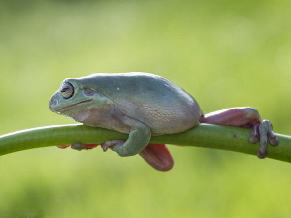 Hình ảnh độc đáo về chú ếch cây đang tập thể dục ảnh 1