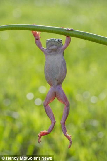 Hình ảnh độc đáo về chú ếch cây đang tập thể dục ảnh 4