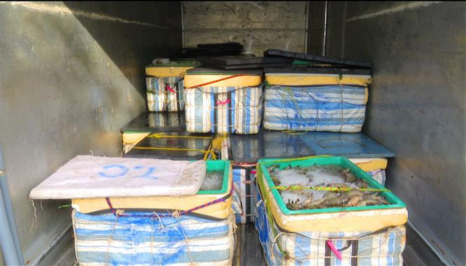 Bạc Liêu: Ngăn chặn kịp thời hơn 1 tấn tôm chứa tạp chất ra thị trường ảnh 1