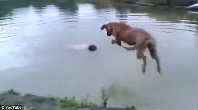 Lầm tưởng ông chủ chết đuối, chú chó lao xuống hồ cứu ảnh 1