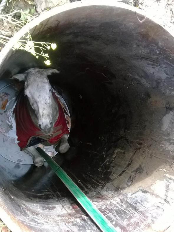 Cảnh màn giải cứu kịch tính và hài hước chú ngựa khỏi ống cống ảnh 1