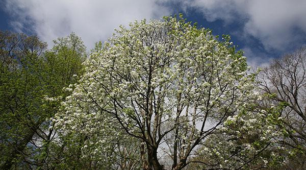 Mỹ tặng Pháp hạt giống cây duy nhất sống sót trong vụ 11/9 ảnh 1