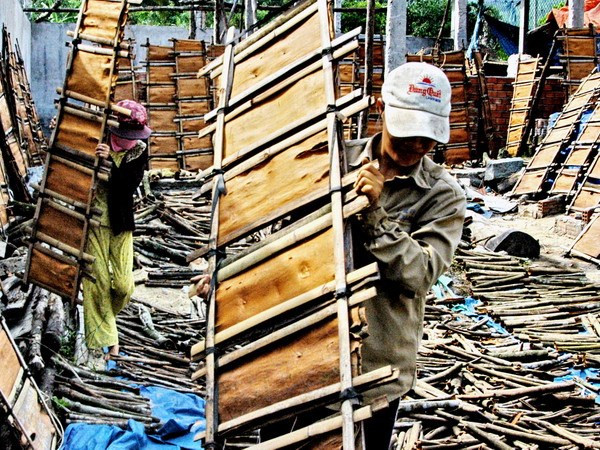 Giá quế Trà Bồng liên tục tăng cao, người trồng phấn khởi ảnh 1