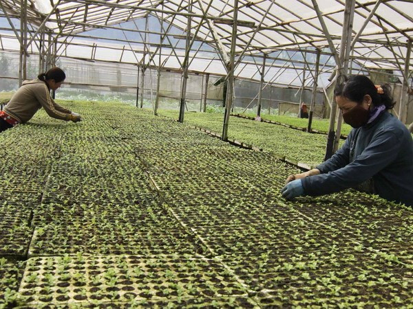 Hợp tác xã kiểu mới sẽ tạo động lực kép phát triển nông nghiệp ảnh 1