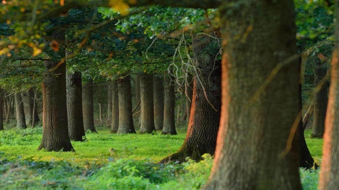 Trái Đất nóng lên đã làm thay đổi quần thể thực vật tại Pháp ảnh 1