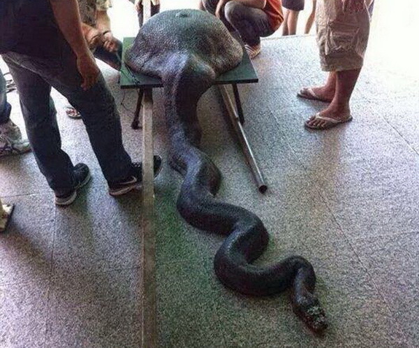 Con trăn này được cho là đã nuốt một chiếc chảo. (Nguồn: @ _youhadonejob) Thực hư bức ảnh con trăn khổng lồ nuốt một chiếc chảo ảnh 1