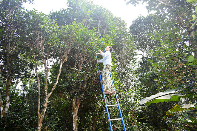 Bảo tồn những vườn chè cổ thụ trăm tuổi ở vùng đất đỏ Quảng Trị ảnh 2