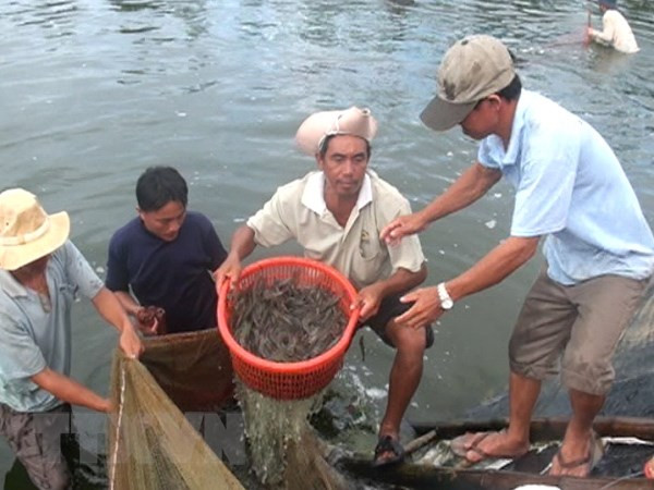Kiên Giang khẩn trương phòng chống dịch bệnh trên tôm nuôi ảnh 1