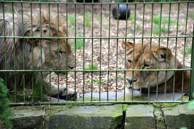 Sư tử, hổ, báo và gấu sổng khỏi vườn bách thú tại Đức ảnh 1