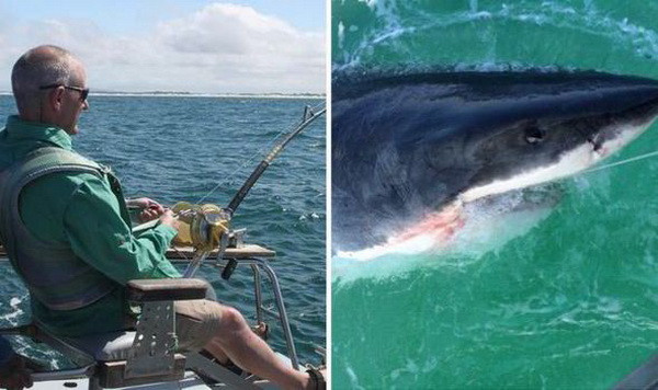 Phát hoảng khi câu được một con cá mập trắng khổng lồ ảnh 1