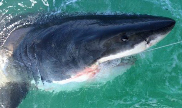 Phát hoảng khi câu được một con cá mập trắng khổng lồ ảnh 3