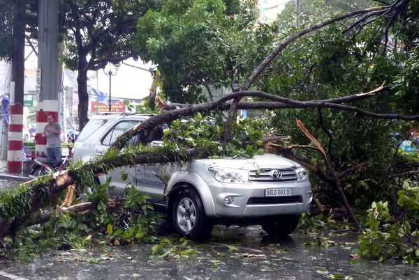 Thành phố Hồ Chí Minh: Nhiều cây lớn bị đổ trong mưa giông ảnh 1