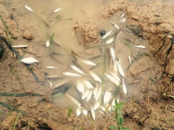 [Video] Làm rõ nguyên nhân khiến cá chết trên sông Lạch Bạng ảnh 1