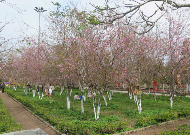 Du khách thích thú với hoa Mai anh đào nở rộ đúng dịp Tết ở Kon Tum ảnh 2