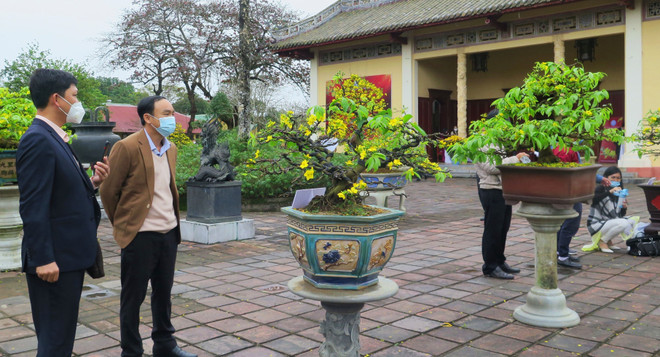 Xây dựng Thừa Thiên-Huế trở thành xứ sở của hoa mai vàng ảnh 1