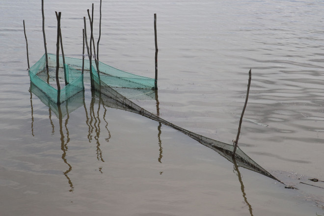 Báo động tình trạng tận diệt cá con bằng 'dớn' tại Đồng Tháp ảnh 1