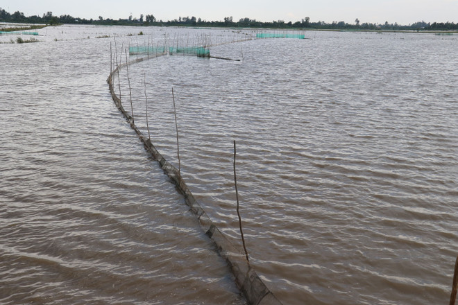 Báo động tình trạng tận diệt cá con bằng 'dớn' tại Đồng Tháp ảnh 2