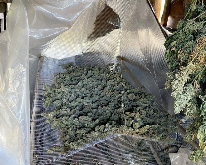 Đắk Nông phát hiện vụ trồng, sơ chế cần sa lớn ở xã biên giới ảnh 2