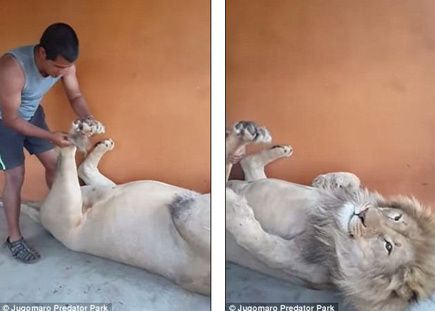 Người đàn ông dũng cảm cù chân, massage cho con sư tử hung dữ ảnh 1