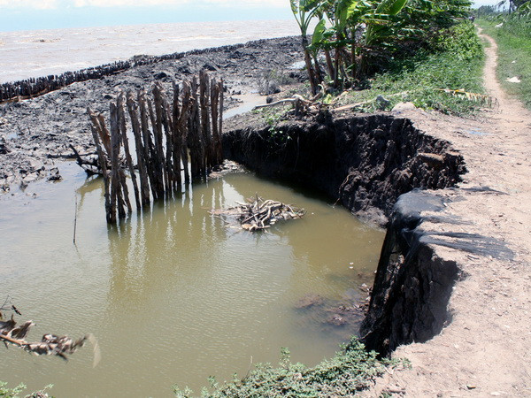 Cà Mau: Mưa dông gây sạt lở nghiêm trọng toàn tuyến đê biển Tây ảnh 1