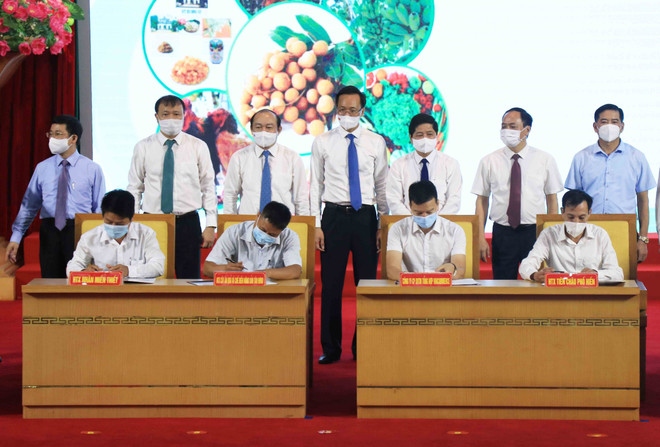 Kết nối cung cầu tiêu thụ nhãn và nông sản tại Hưng Yên ảnh 1