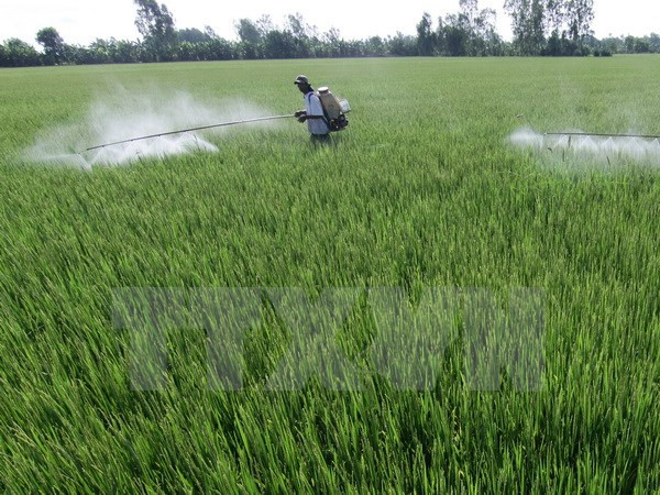 Trà Vinh: 2.100ha lúa Hè Thu xuống giống muộn vì khô hạn ảnh 1