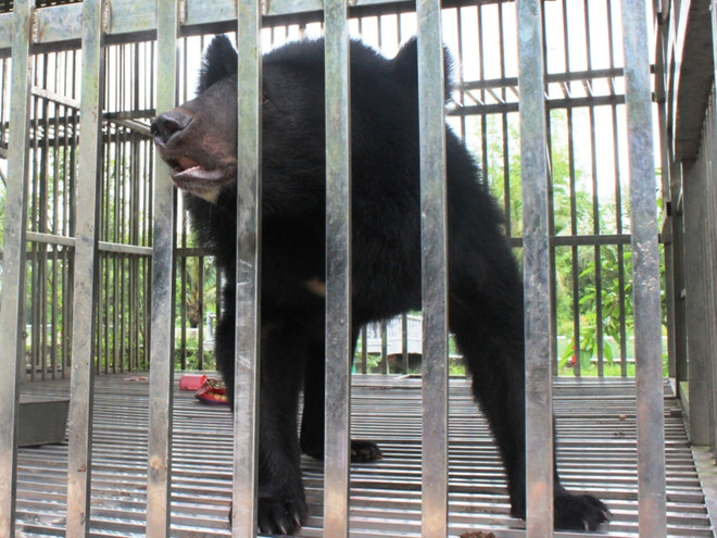 Cứu hộ cá thể gấu ngựa thích ăn mật ong thứ 17 ở Quảng Ninh ảnh 1