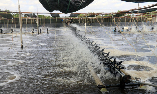 Bến Tre: Giá tôm thẻ chân trắng đầu vụ tăng cao, người nuôi phấn khởi ảnh 1