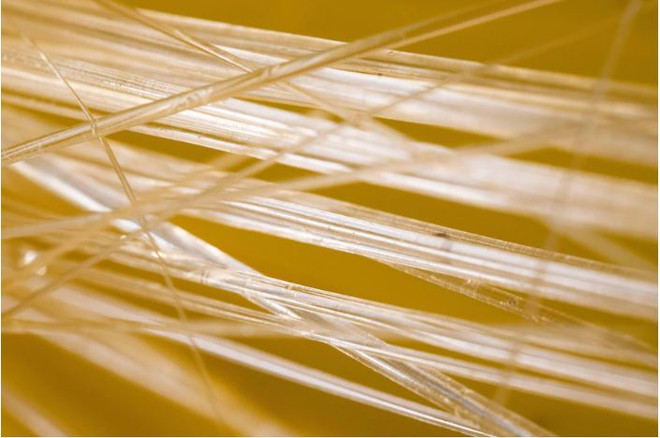 Phát hiện nhiều loại sinh vật mới ở biển sâu phía Tây Australia ảnh 2