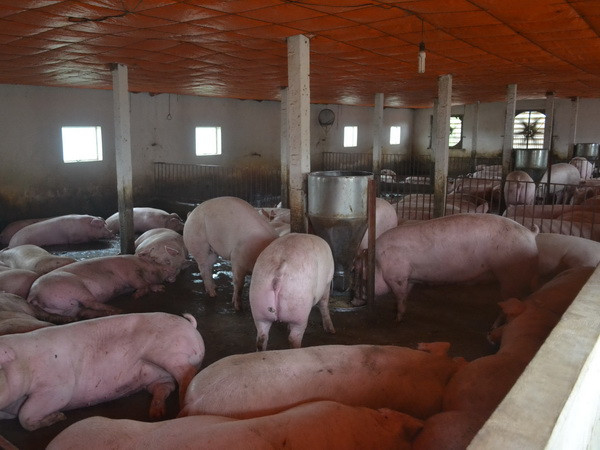 Loại bỏ kháng sinh kích thích sinh trưởng trong thức ăn chăn nuôi ảnh 1