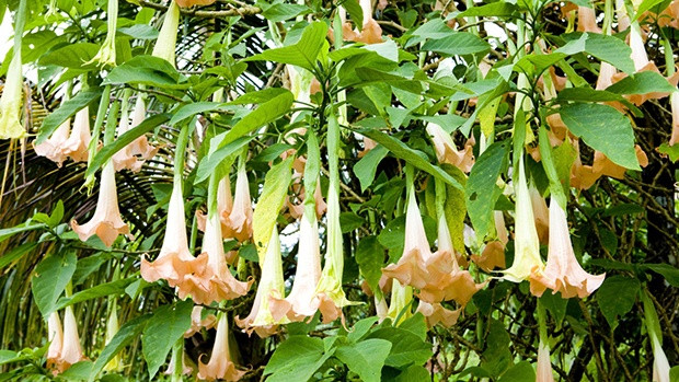 Cây hoa chuông. (Nguồn: suckhoecong.vn) Lào Cai: Nhiều người bị ngộ độc do ăn phải cây hoa chuông ảnh 1