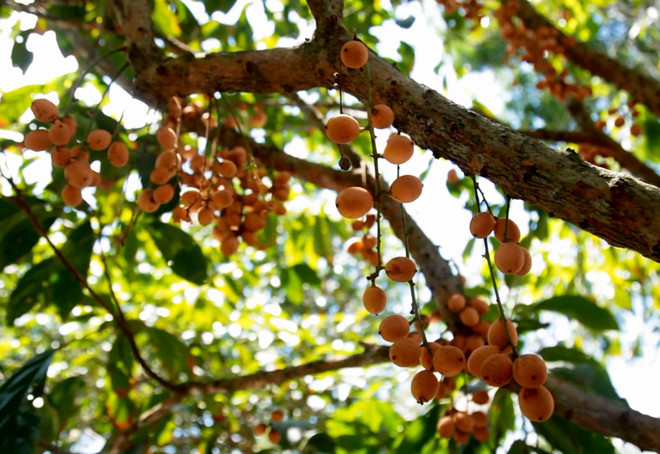 Kiên Giang phát triển kinh tế từ vườn cây du lịch sinh thái ảnh 1