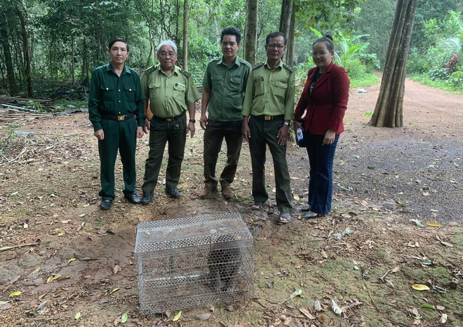 Bình Phước: Thả cá thể Khỉ Mặt Đỏ quý hiếm về rừng tự nhiên ảnh 2