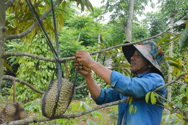 Đắk Lắk: Tạo động lực thoát nghèo cho huyện vùng sâu M’Drắk ảnh 3