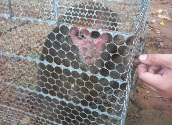 Bình Phước: Thả cá thể Khỉ Mặt Đỏ quý hiếm về rừng tự nhiên ảnh 1