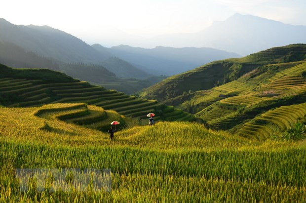 Những thửa ruộng bậc Sa Pa tuyệt đẹp dần chuyển mình từ xanh sang vàng. (Ảnh: Quốc Khánh/TTXVN) Sa Pa hướng tới Khu Du lịch Quốc gia mang tầm cỡ quốc tế ảnh 2