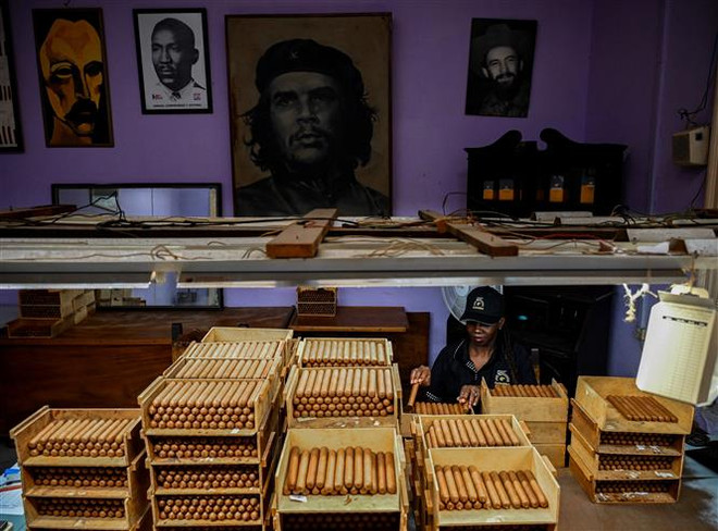 Đóng gói xì gà tại nhà máy Cohiba ở Havana, Cuba, ngày 8/9/2022. (Ảnh: AFP/TTXVN) Cuba: Lễ hội xì gà Habano trở lại sau hai năm vắng bóng ảnh 1