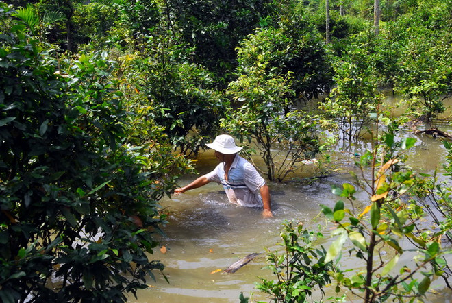 Hơn 50.000 gốc mai chìm trong nước. (Ảnh: Mạnh Linh/TTXVN) Triều cường xô vỡ đê bao sông Sài Gòn, nhấn chìm 50.000 gốc mai ảnh 1