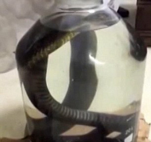 [Video] Chú rắn quằn quại, đau đớn khi bị ngâm trong bình rượu ảnh 1