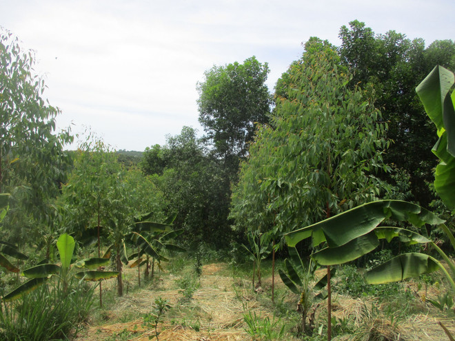 Cô gái trẻ khởi nghiệp thành công từ mô hình "Vườn rừng bản Thổ" ảnh 2