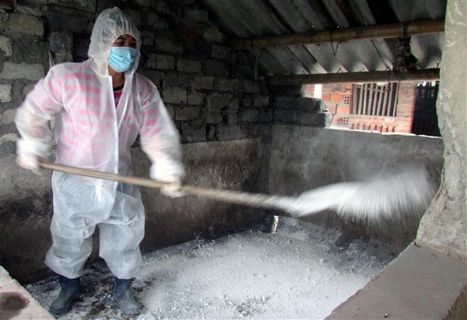 Quảng Ninh: Khẩn trương dập ổ dịch tả lợn đầu tiên ở Đông Triều ảnh 1