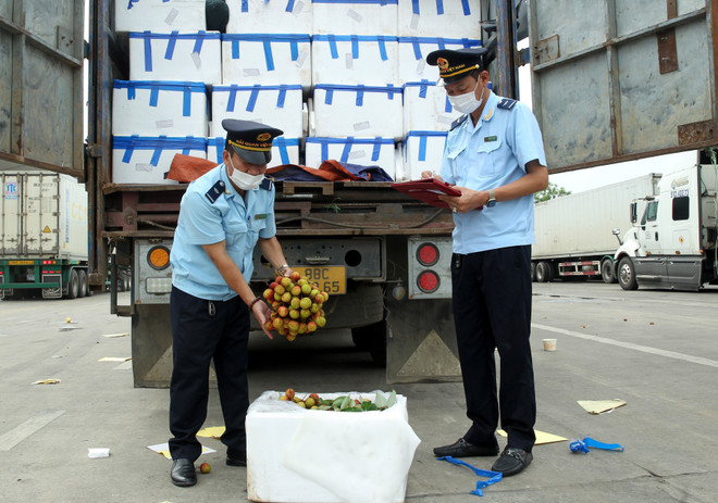 Hải quan Cửa khẩu Kim Thành kiểm tra mặt hàng vải quả tươi để làm thủ tục thông quan sang Trung Quốc. (Ảnh: Quốc Khánh/TTXVN) Trên 3.600 tấn quả vải tươi đã được xuất qua cửa khẩu quốc tế Lào Cai ảnh 2