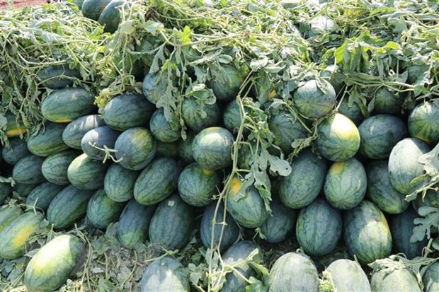 (Nguồn: TTXVN) Bạc Liêu: Vùng rau màu, hoa kiểng sẵn sàng phục vụ thị trường Tết ảnh 2